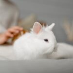 a white rabbit near a person