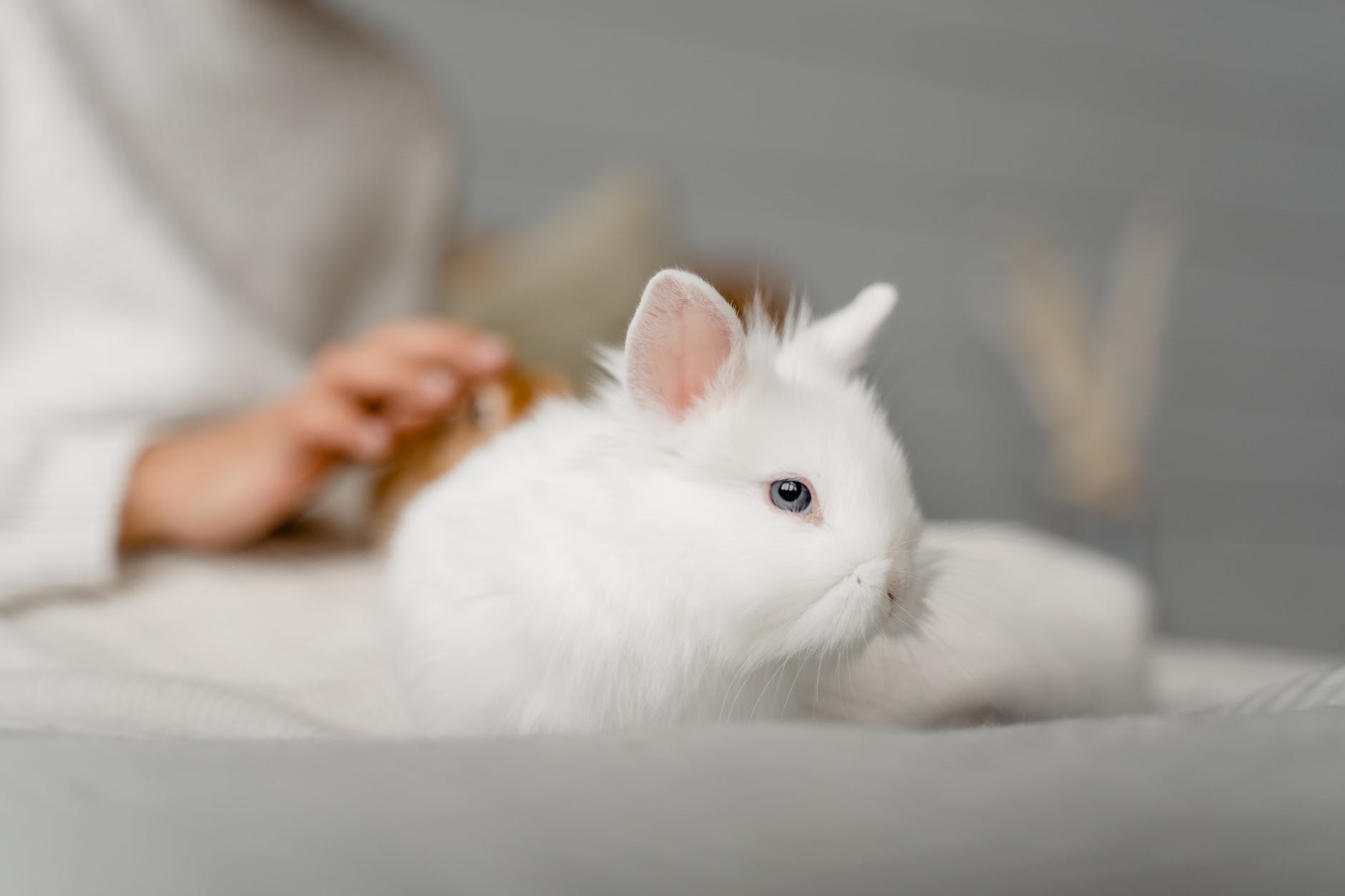 a white rabbit near a person